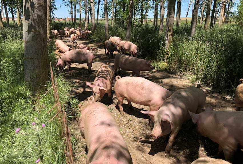 venta a particulares de carne de cerdo ecológica