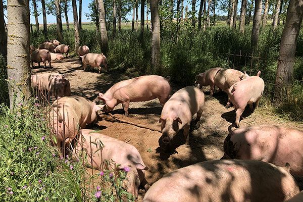 La-carne-de-cerdo-ecológica-protege-el-medio-ambiente