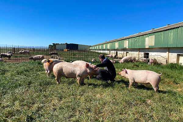 granjero cuidando de sus cerdos ecológicos en su granja