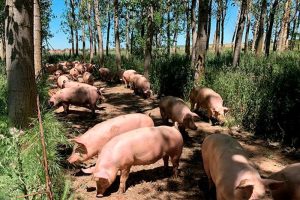 cerdos libres pastando en granja de porcinos ecologica